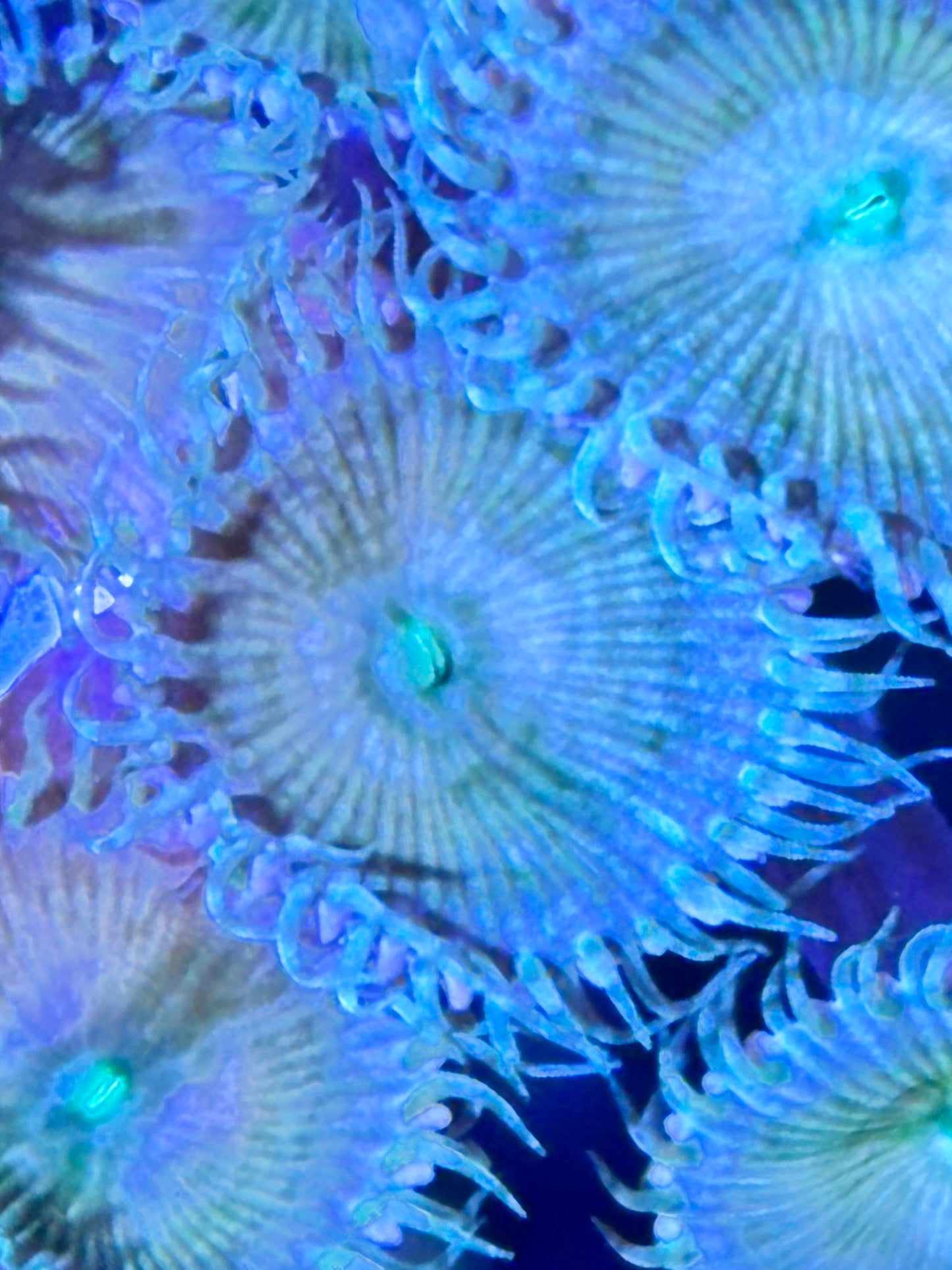 Aqua Palthoa