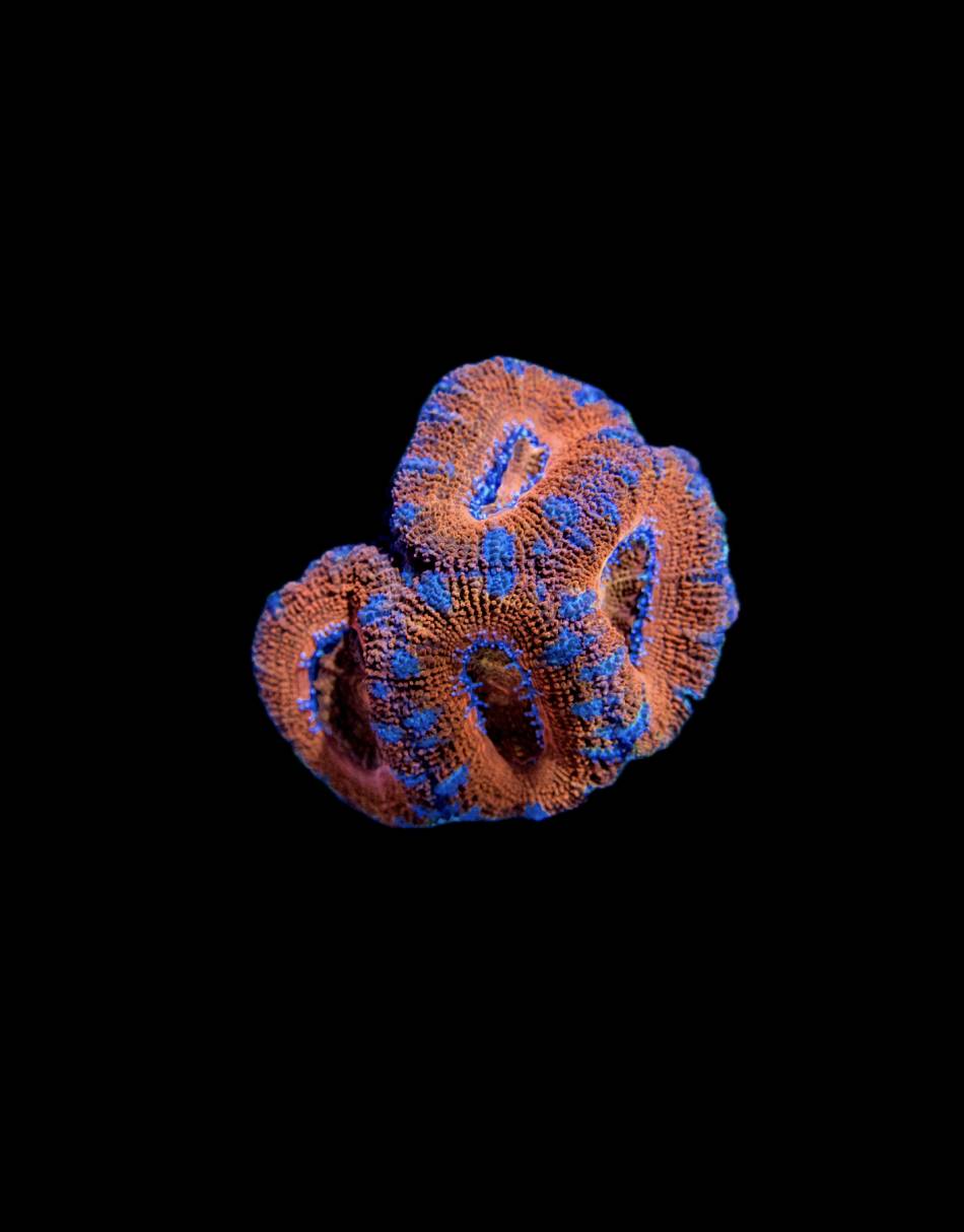 Blue Red Acan