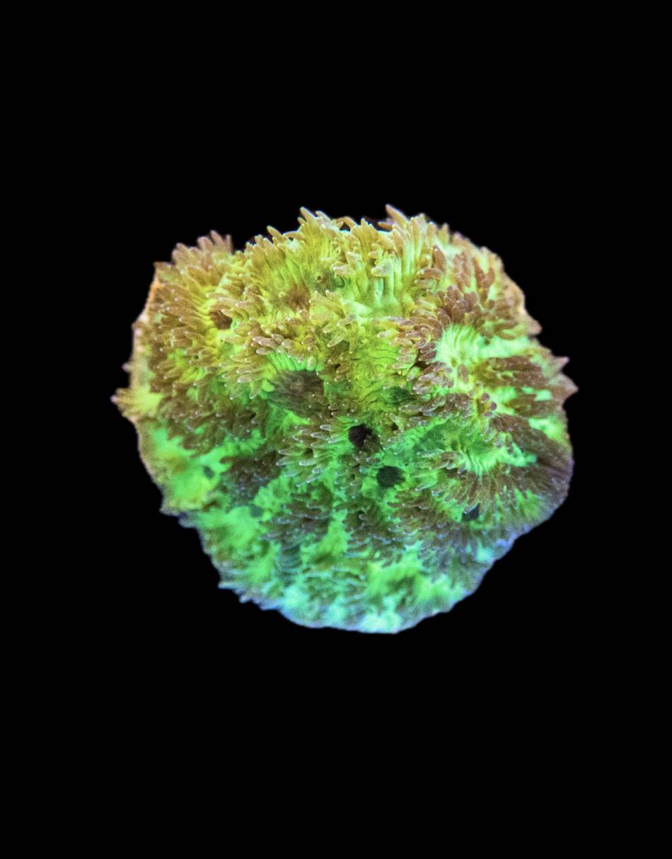 Fuzzy Green Acro