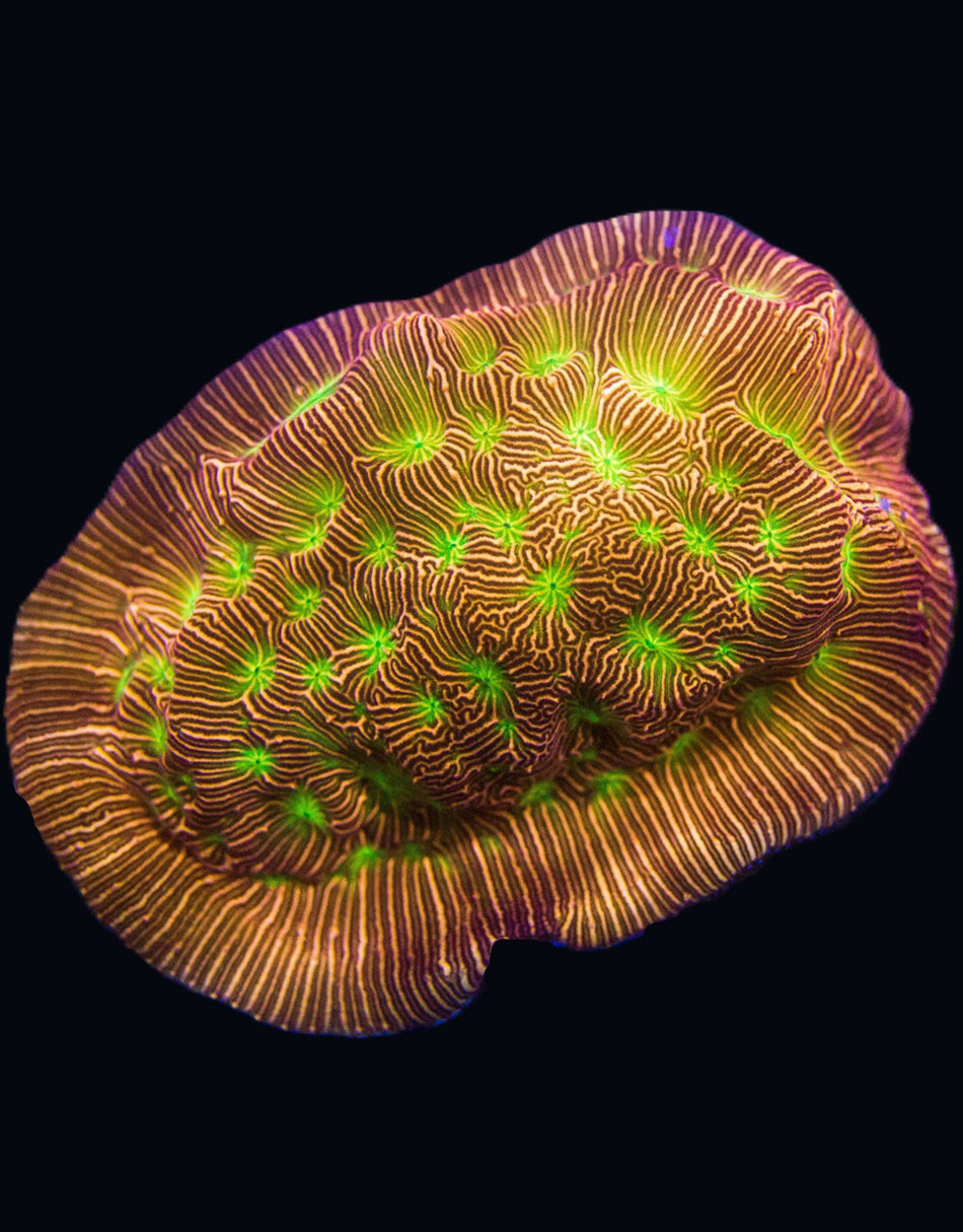 Jack O’ Lantern Coral
