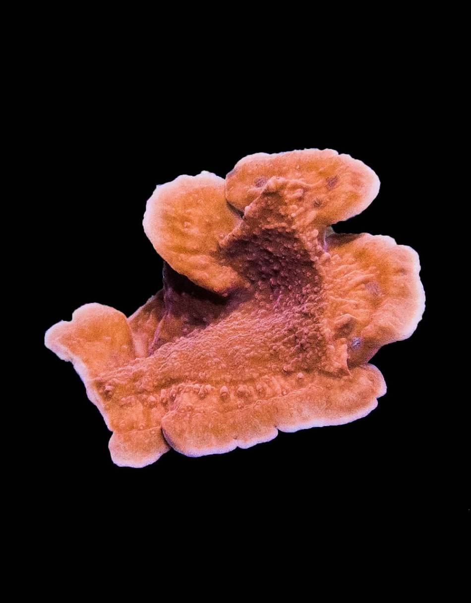 Red Monti Capricorn