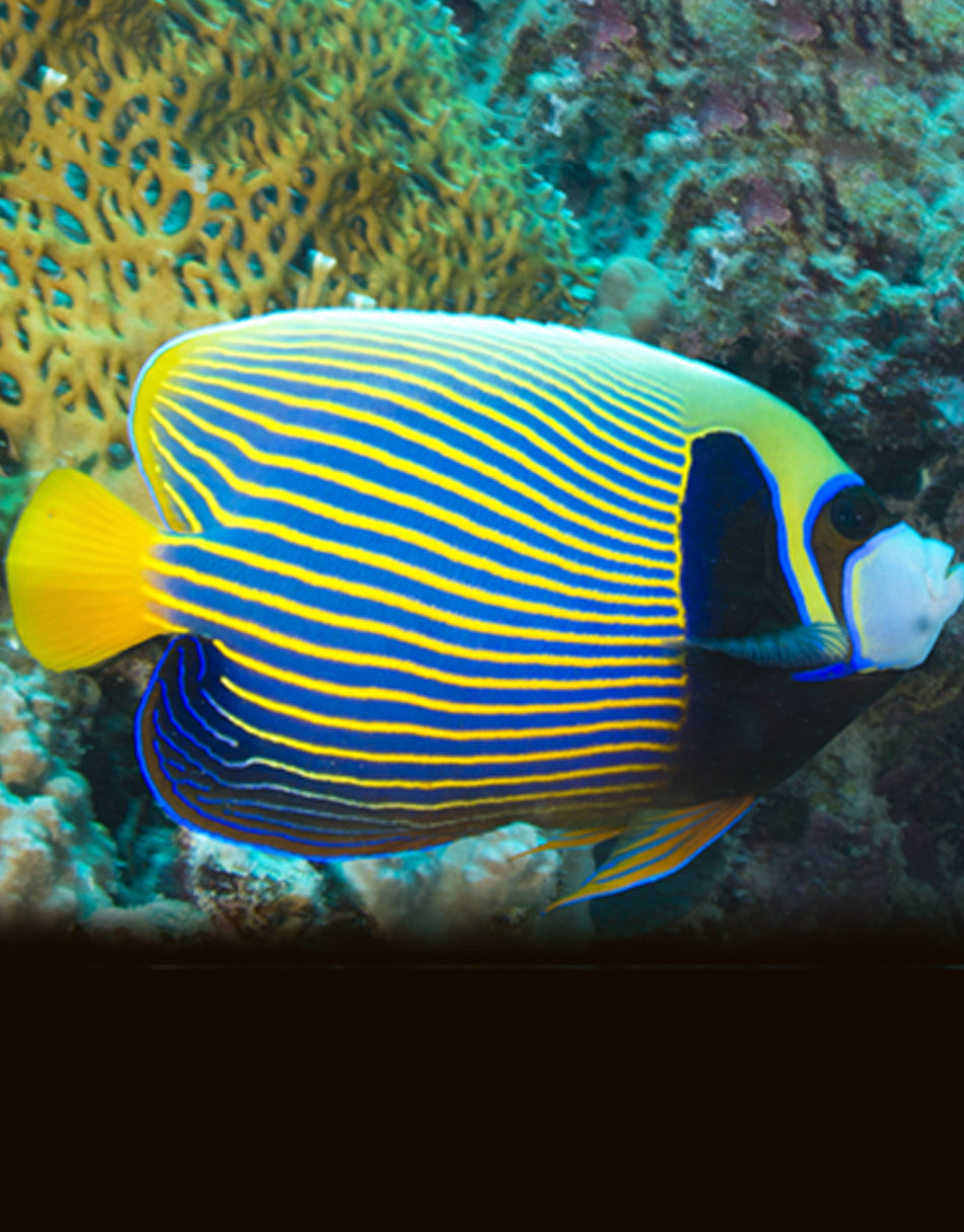 Adult Emperor Angelfish