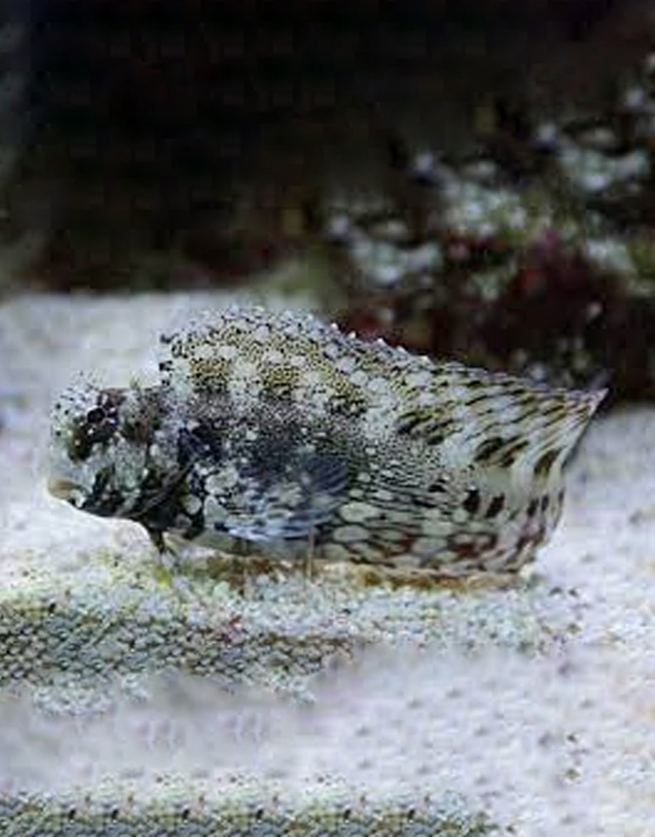 Algae Blenny