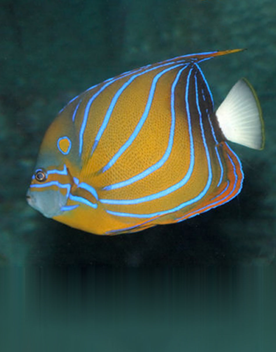Annularis Angelfish