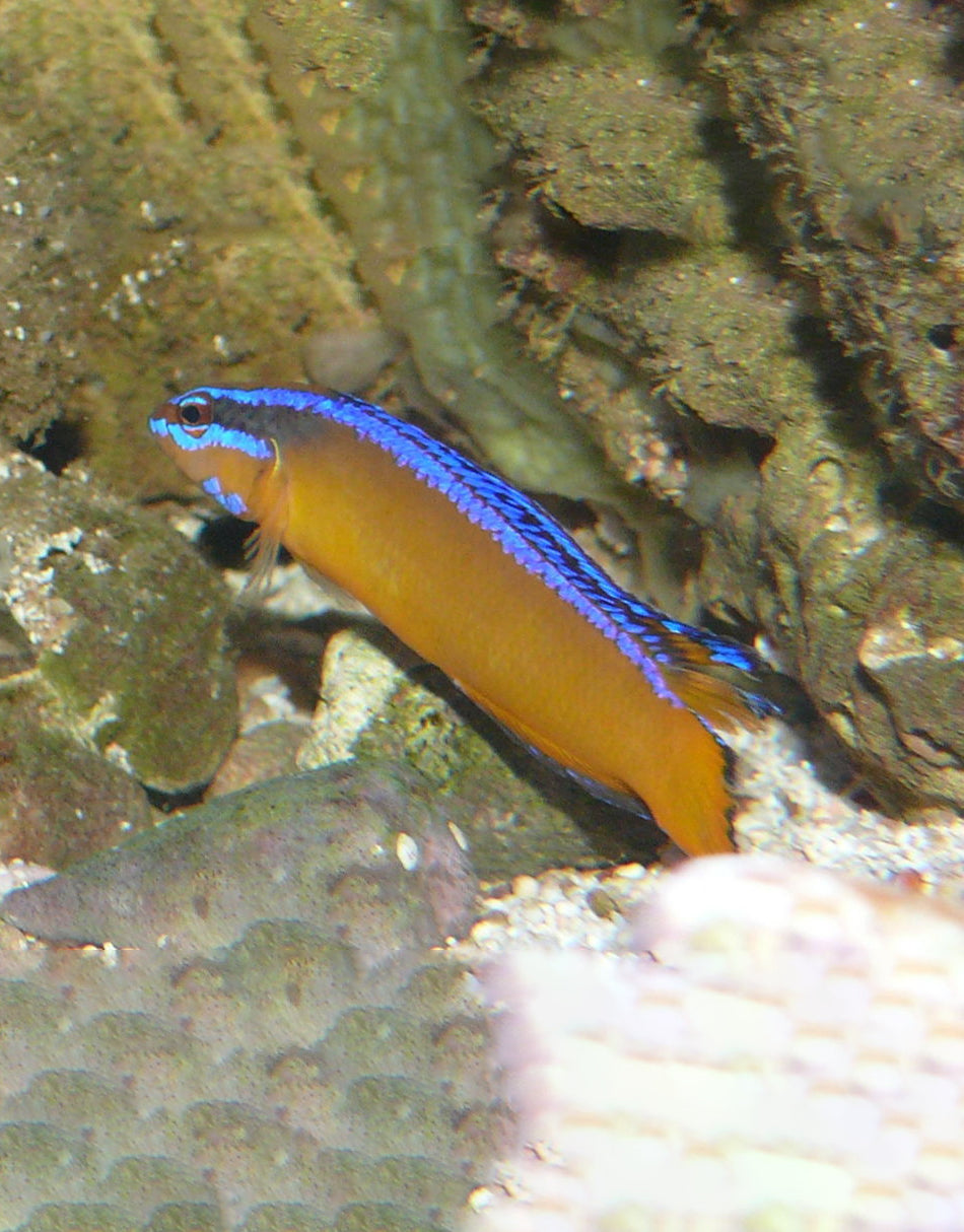 Arabian Blue-Lined Dottyback