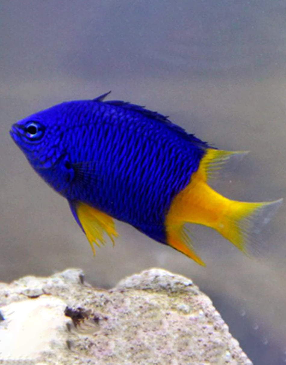 Arnaze Damselfish