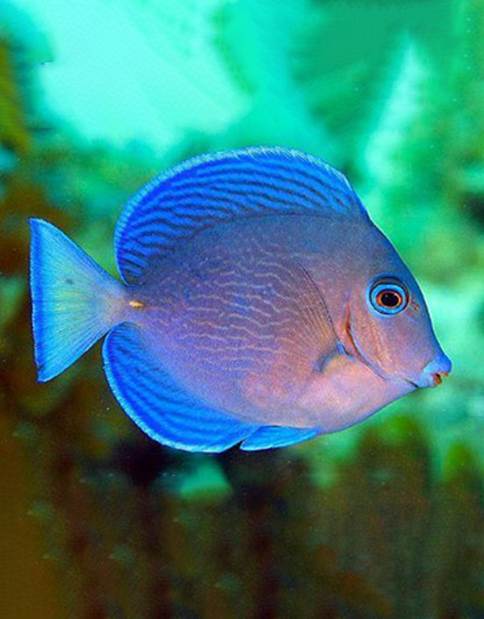 Atlantic Blue Tang