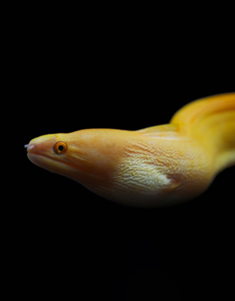 Banana Moray