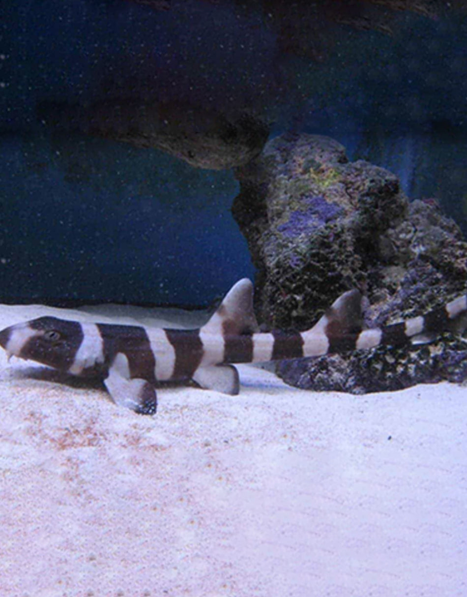 Banded Cat Shark