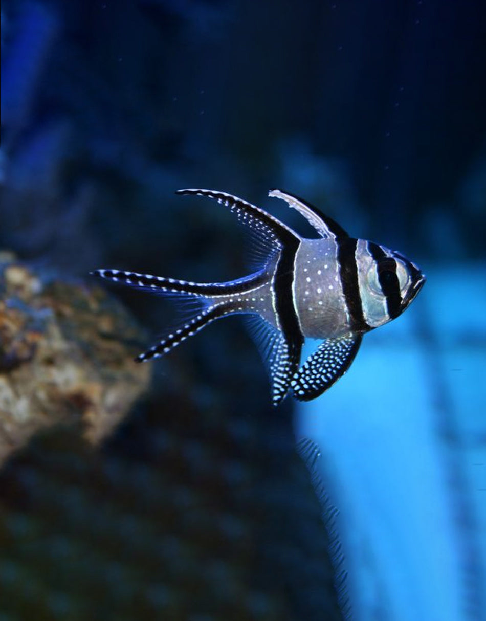 Banggai Cardinal