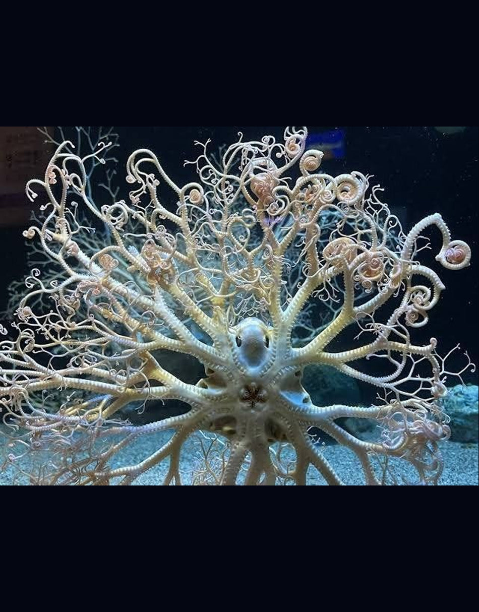 Basket Starfish