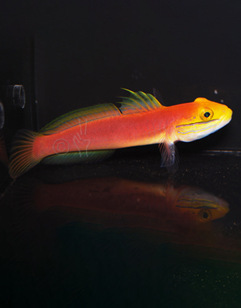 Bella Sleeper Goby