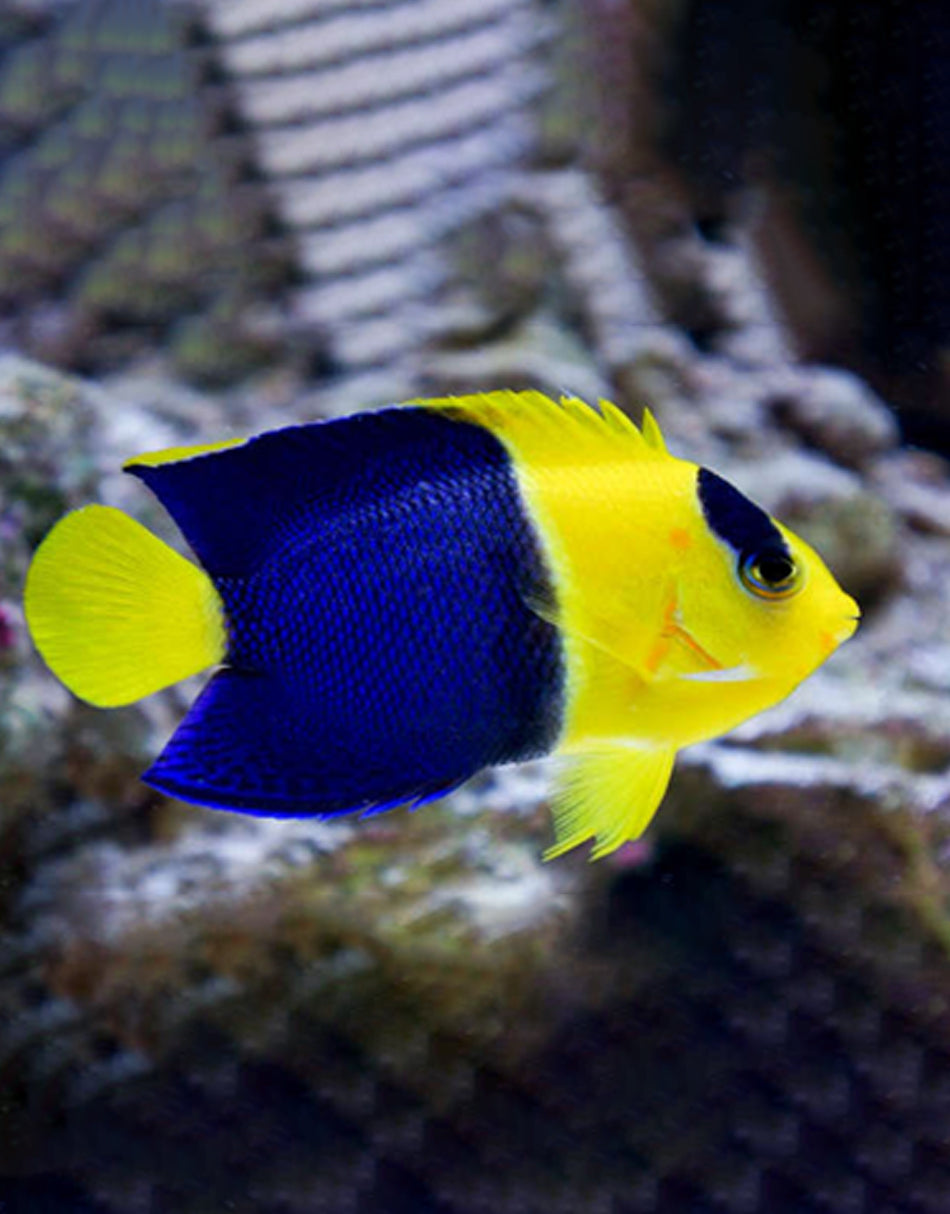 Bicolor Angelfish