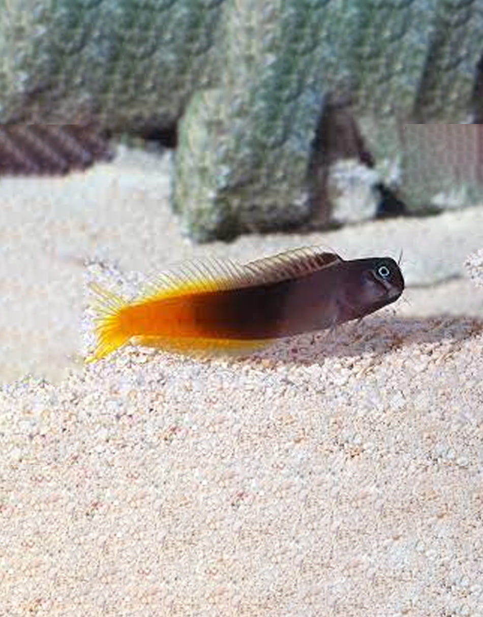 Bicolor Blenny
