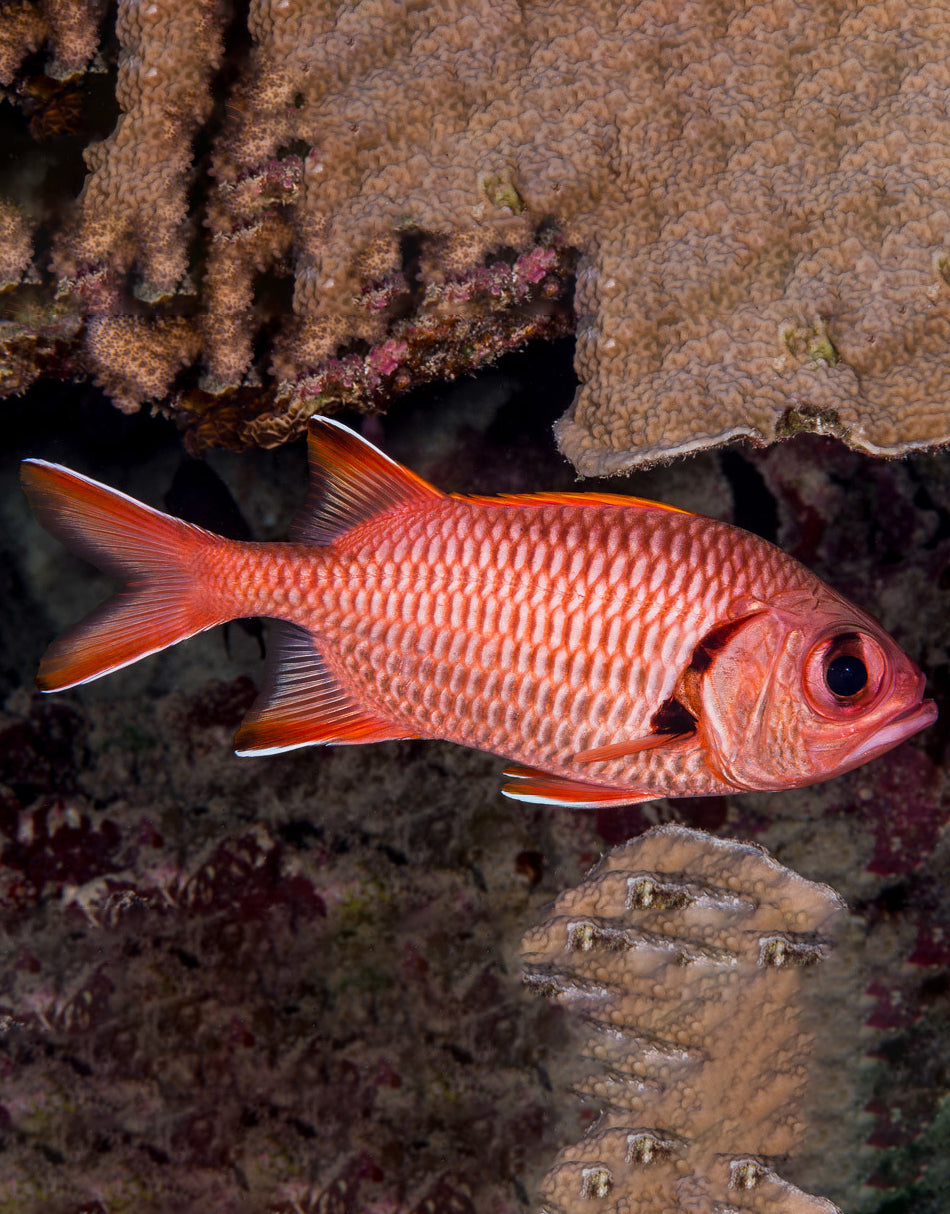 Big Eye SoldierFish