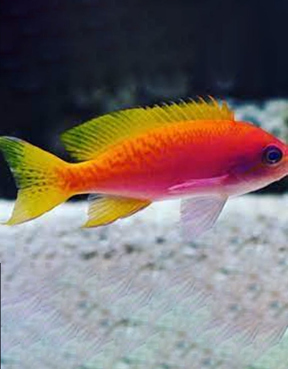 Bimaculatus Anthias