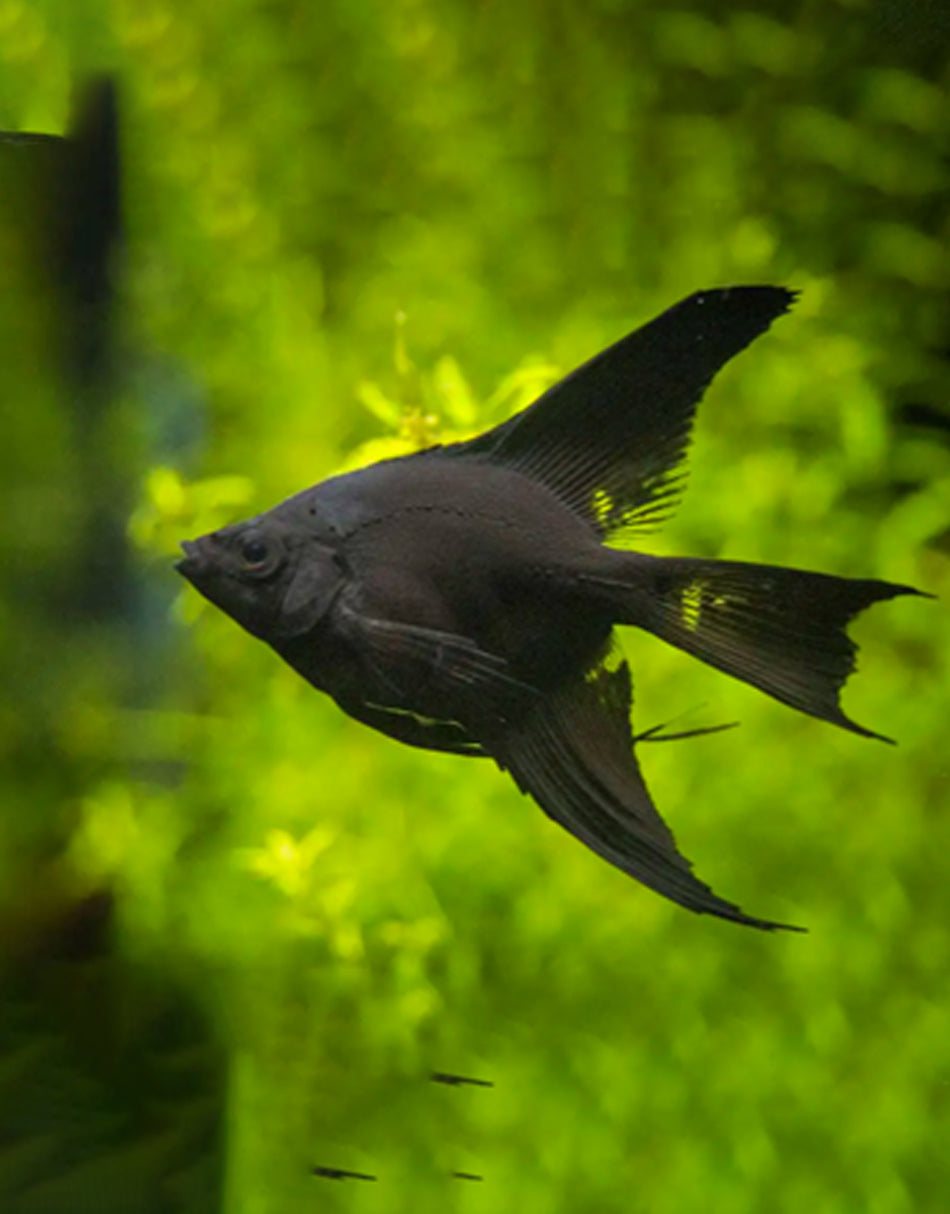 Black Angelfish