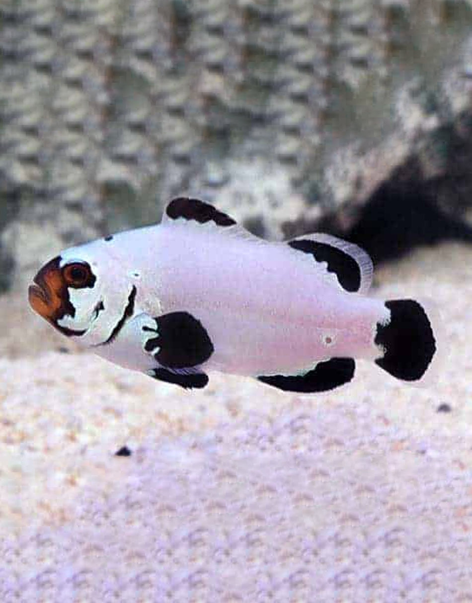 Black Frostbite Clownfish