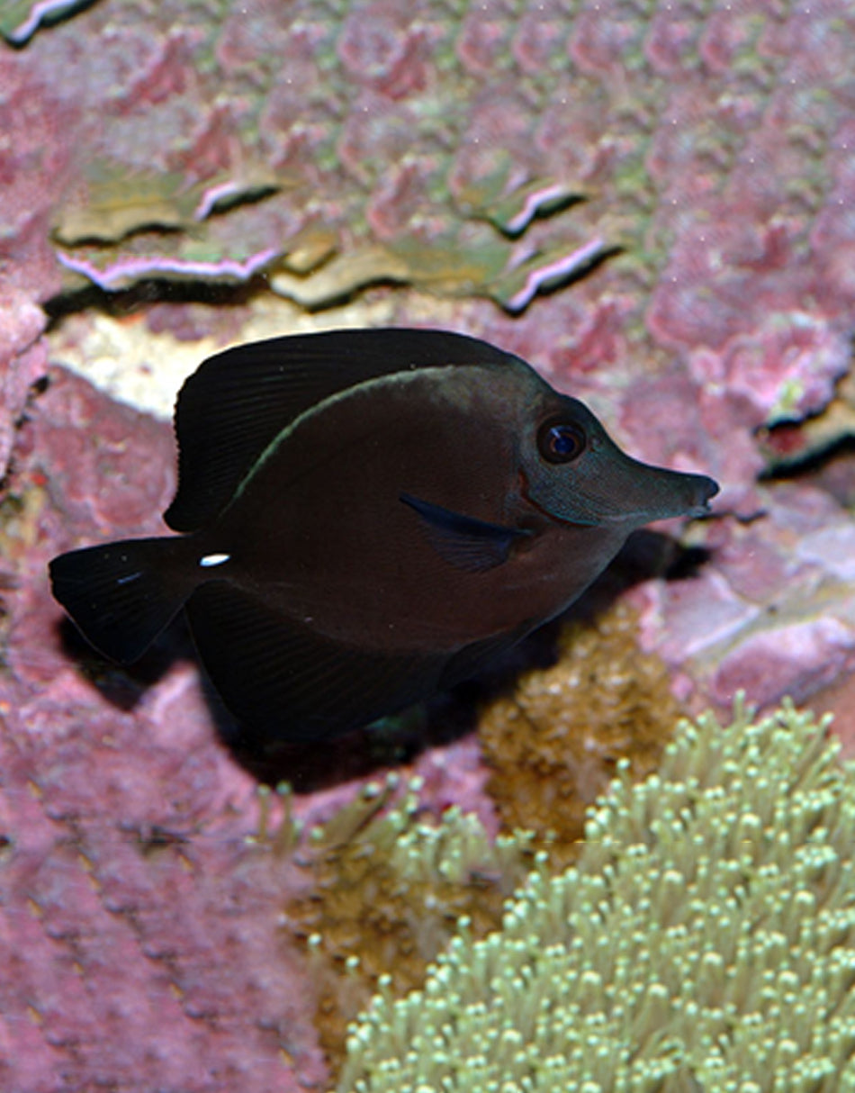 Black Tang
