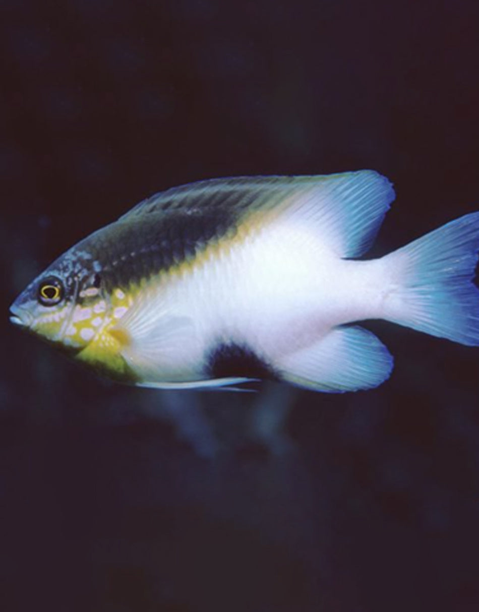 Black-vent Damselfish