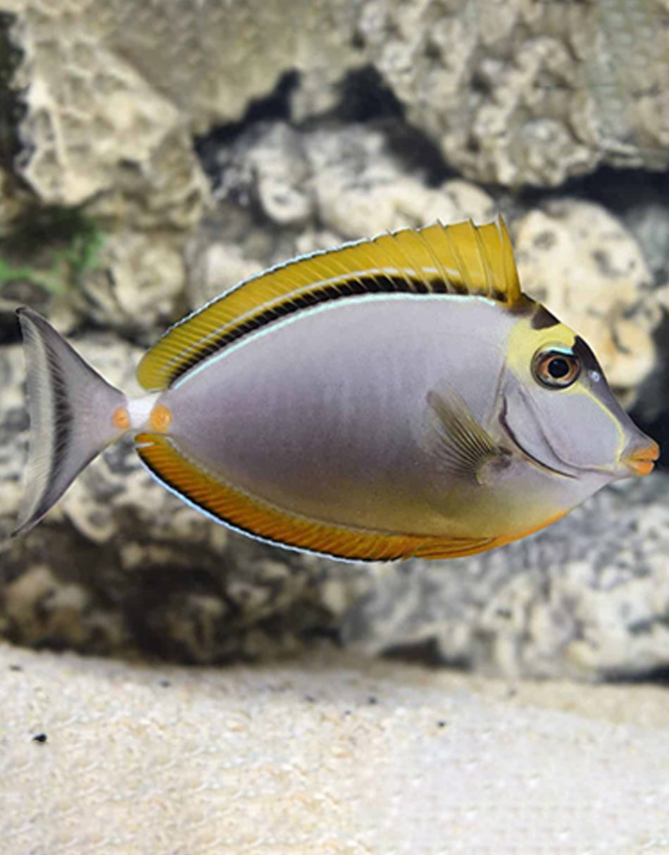 Blond Naso Tang