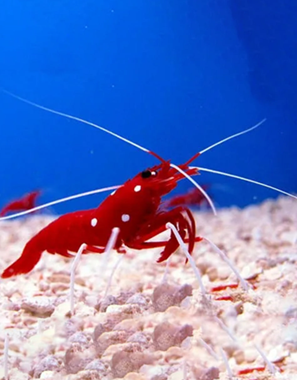 Blood Red Fire Shrimp