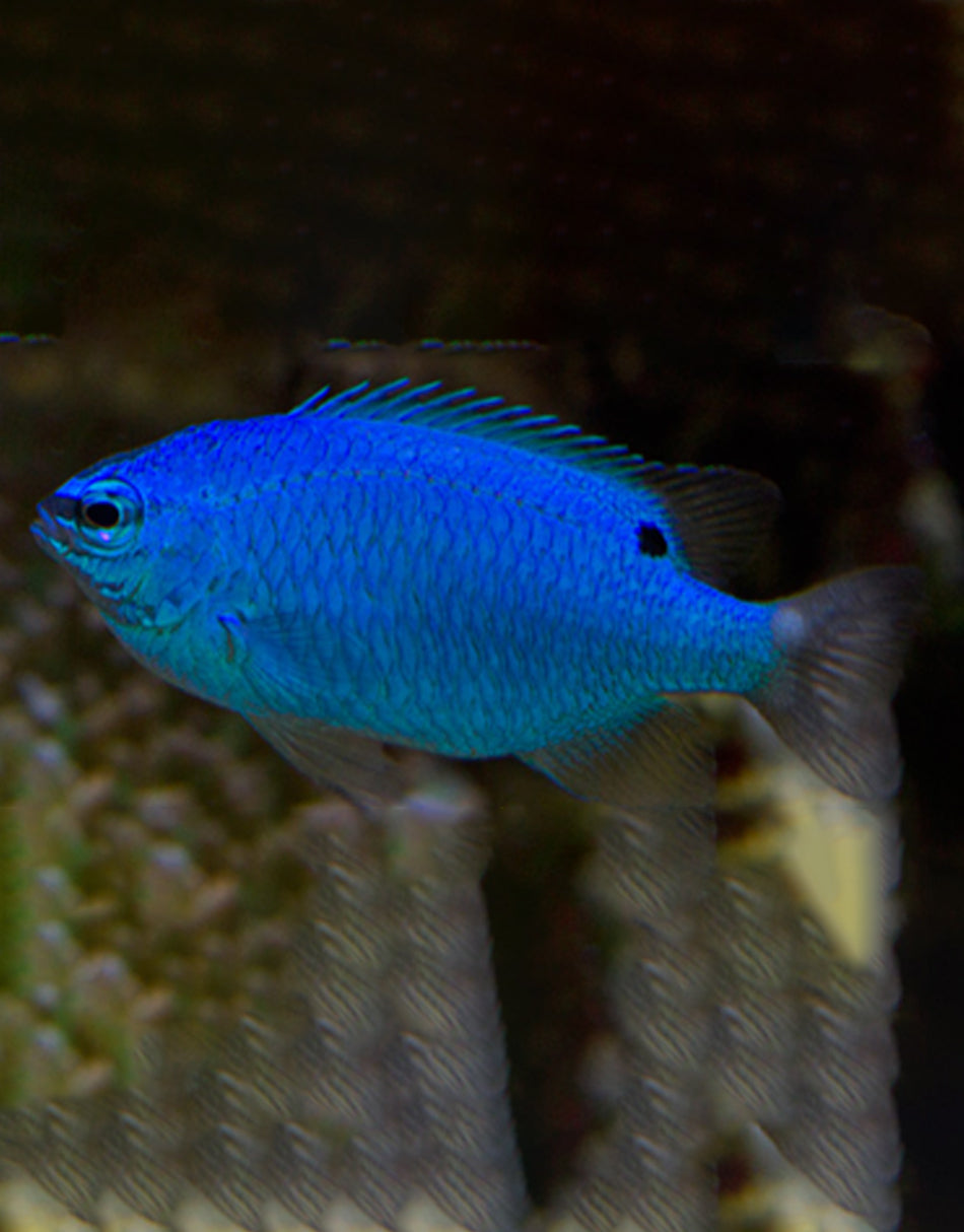Blue Damselfish
