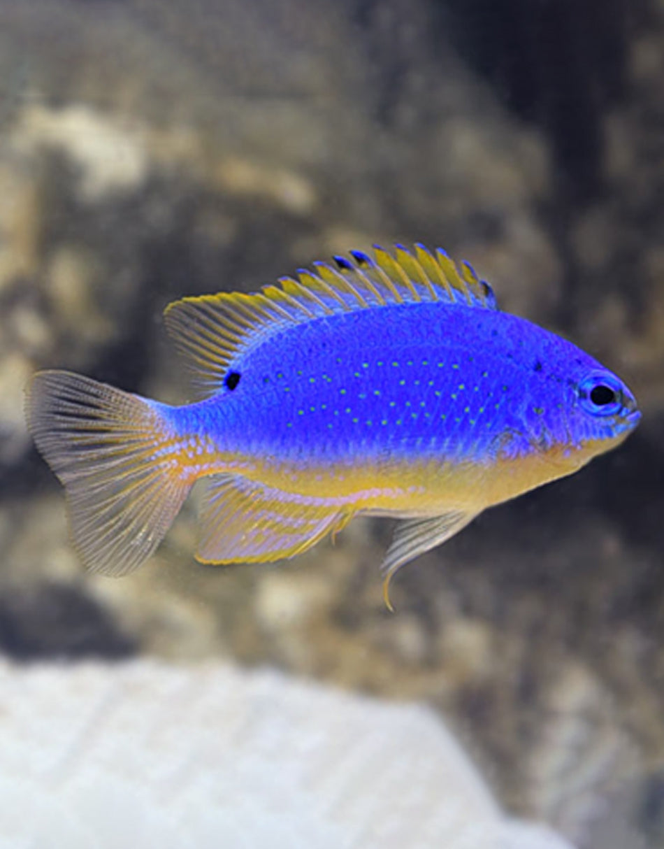 Blue Devil Damselfish
