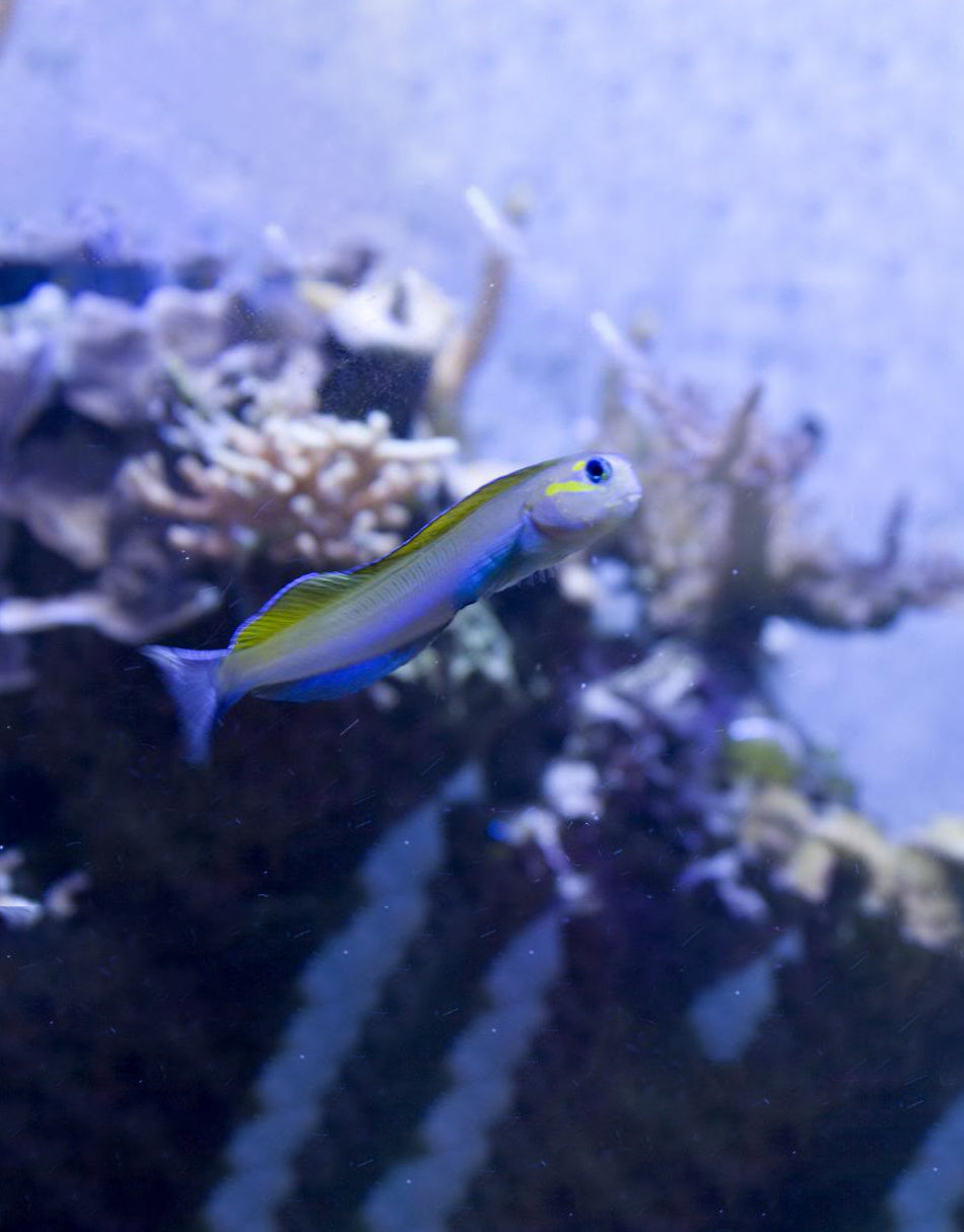 Blue Head Midas Blenny