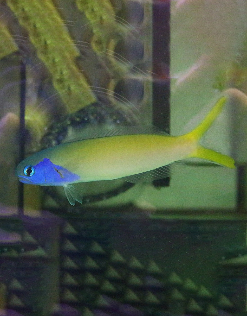 Blue head Tilefish