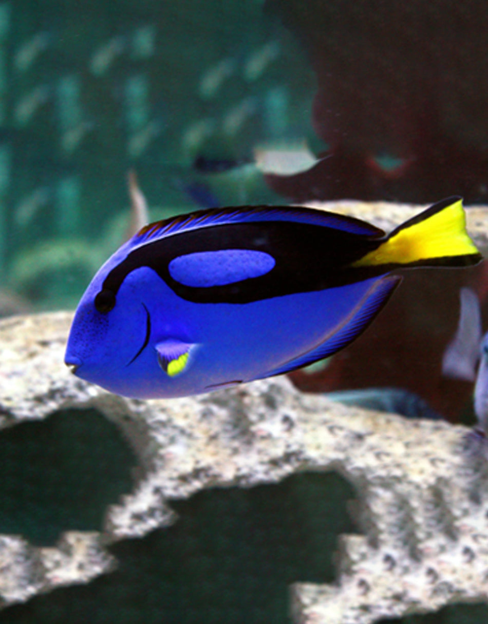 Blue Hippo Tang