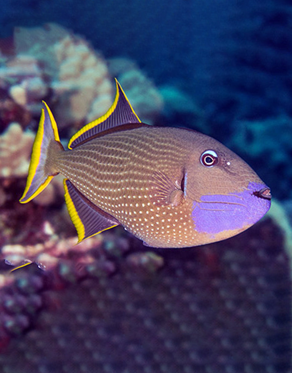 Blue Jaw Triggerfish