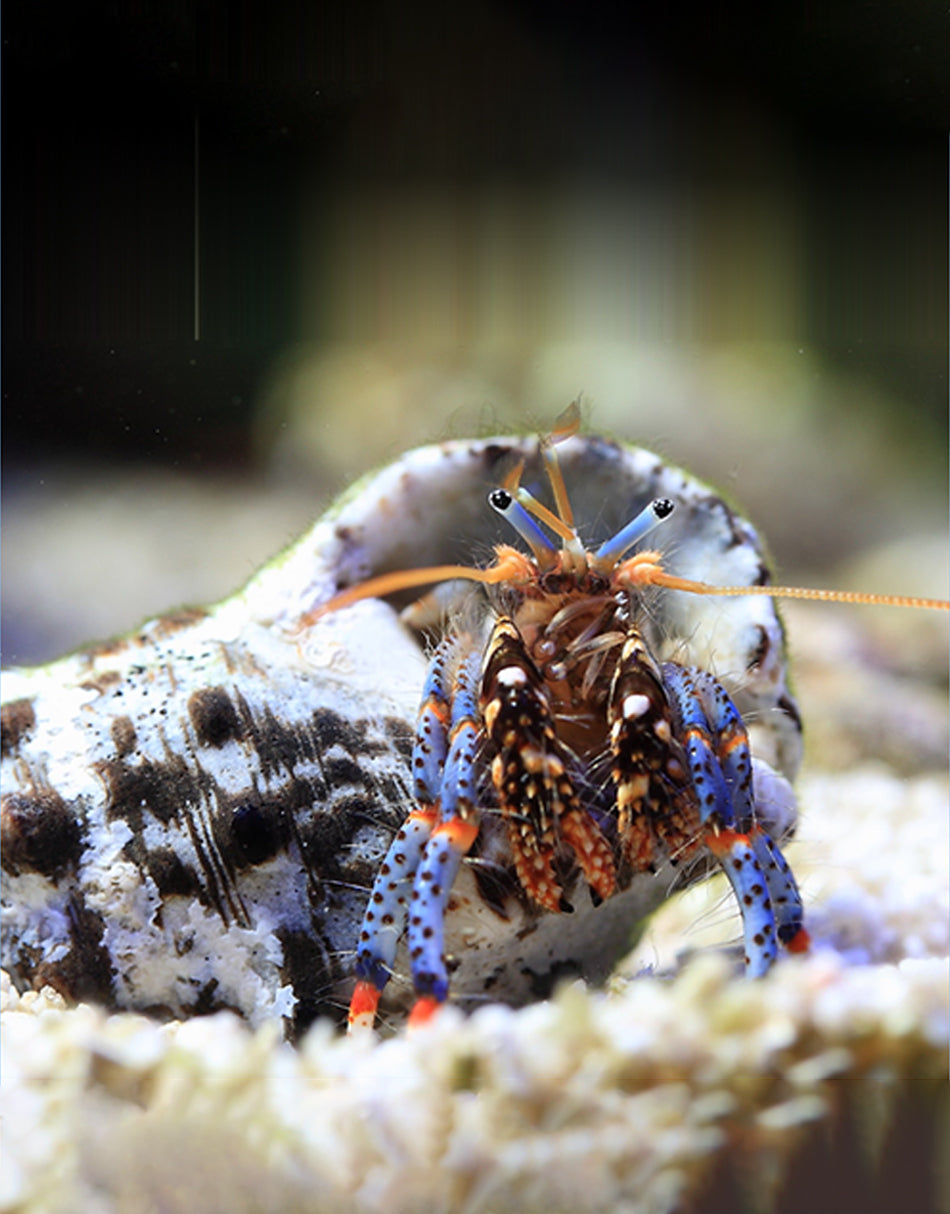 Blue Leg Hermit Crab