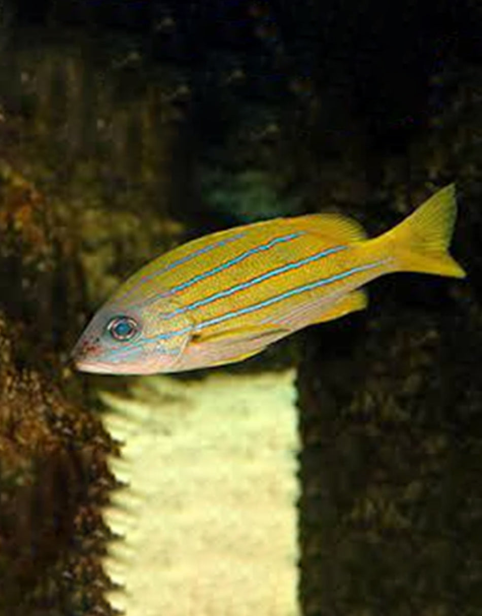 Blue Line Snapper