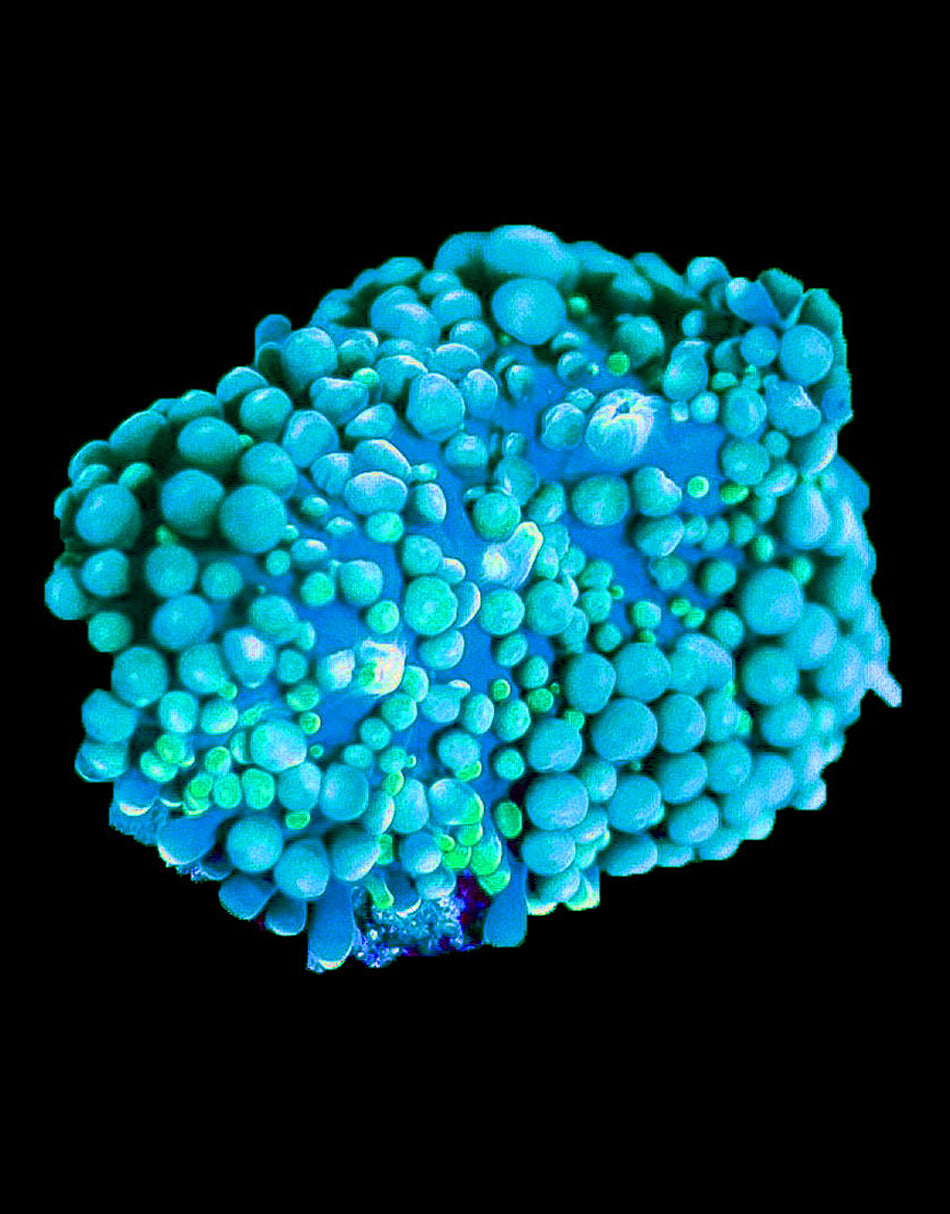 Blue Riccordia