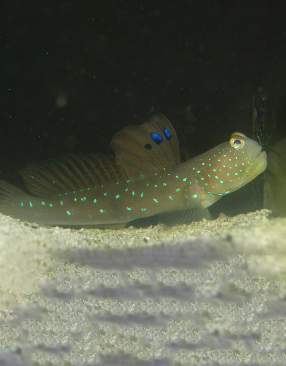 Blue spotted Watchman