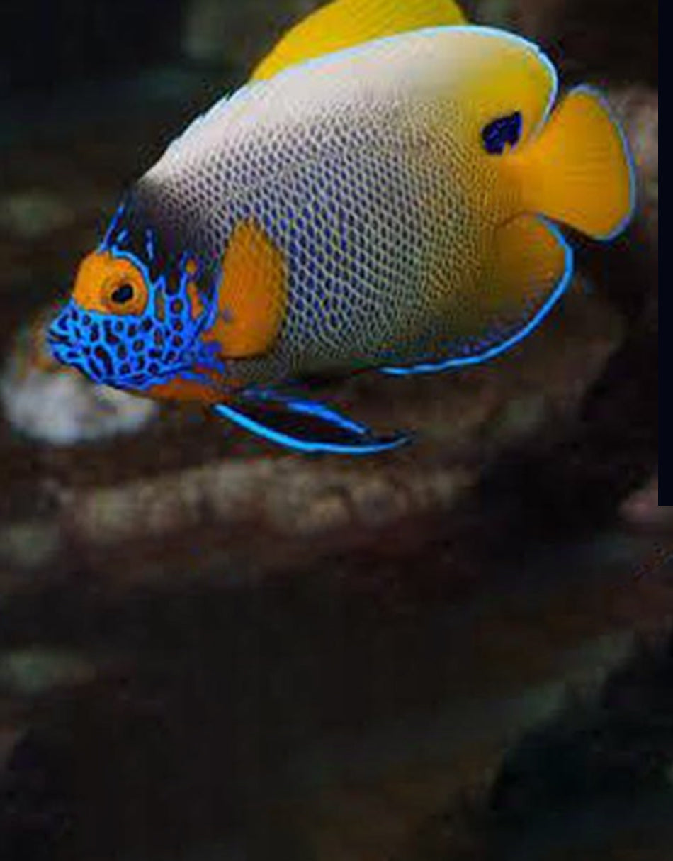 Blueface Angelfish