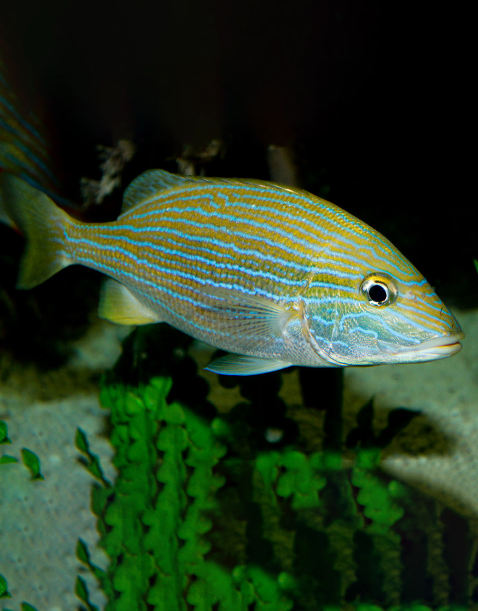 Bluestriped Grunt