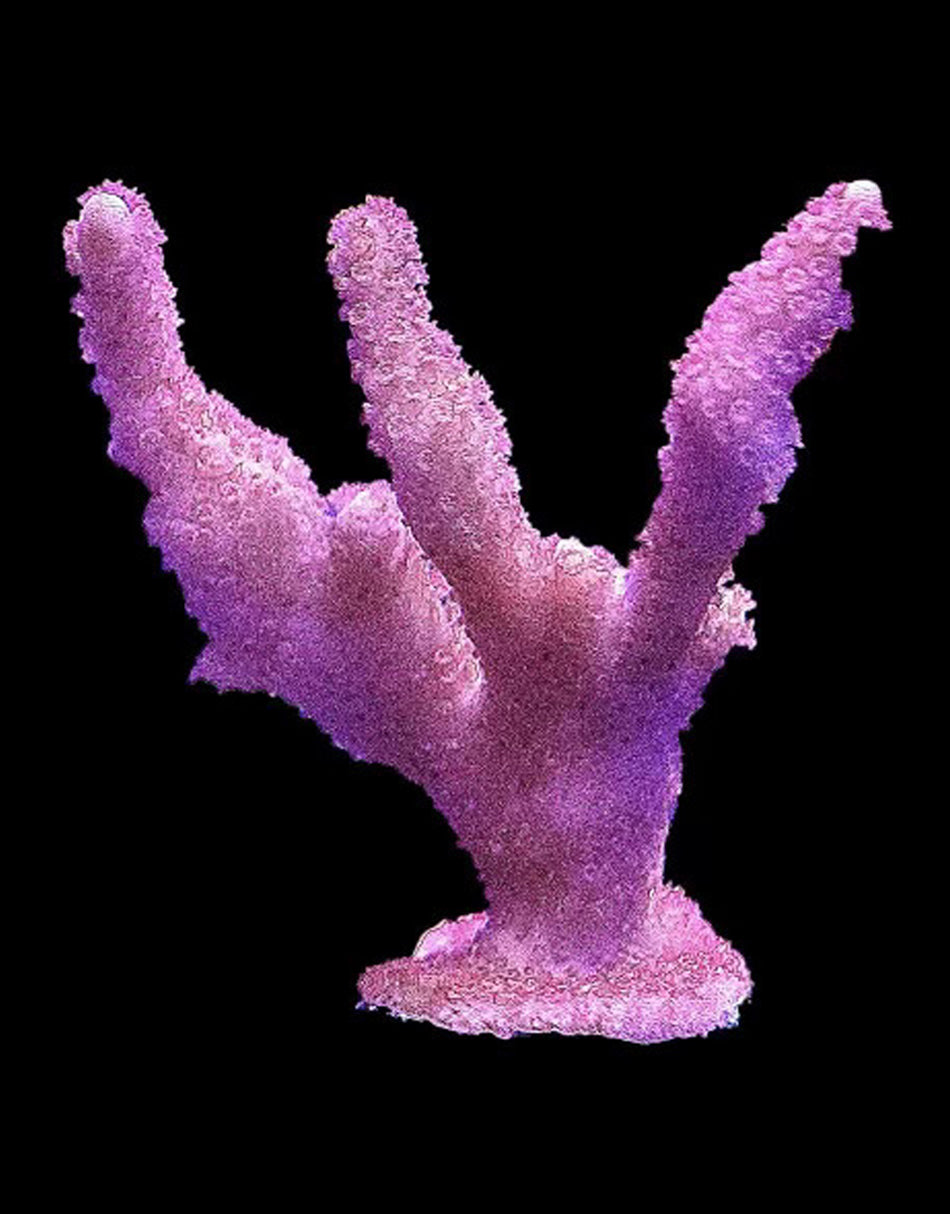 Bubble Gum Digitata