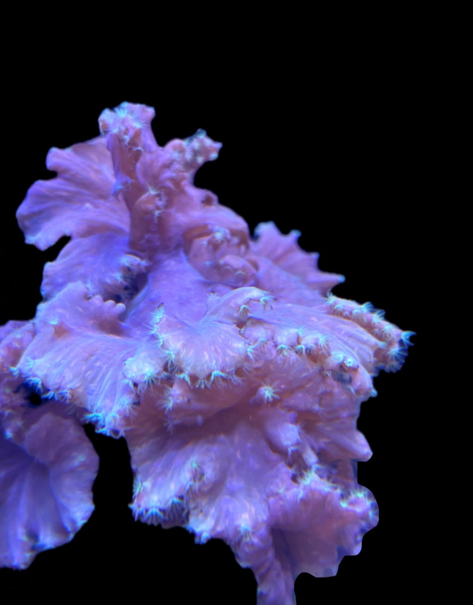 Pink Cabbage Leather