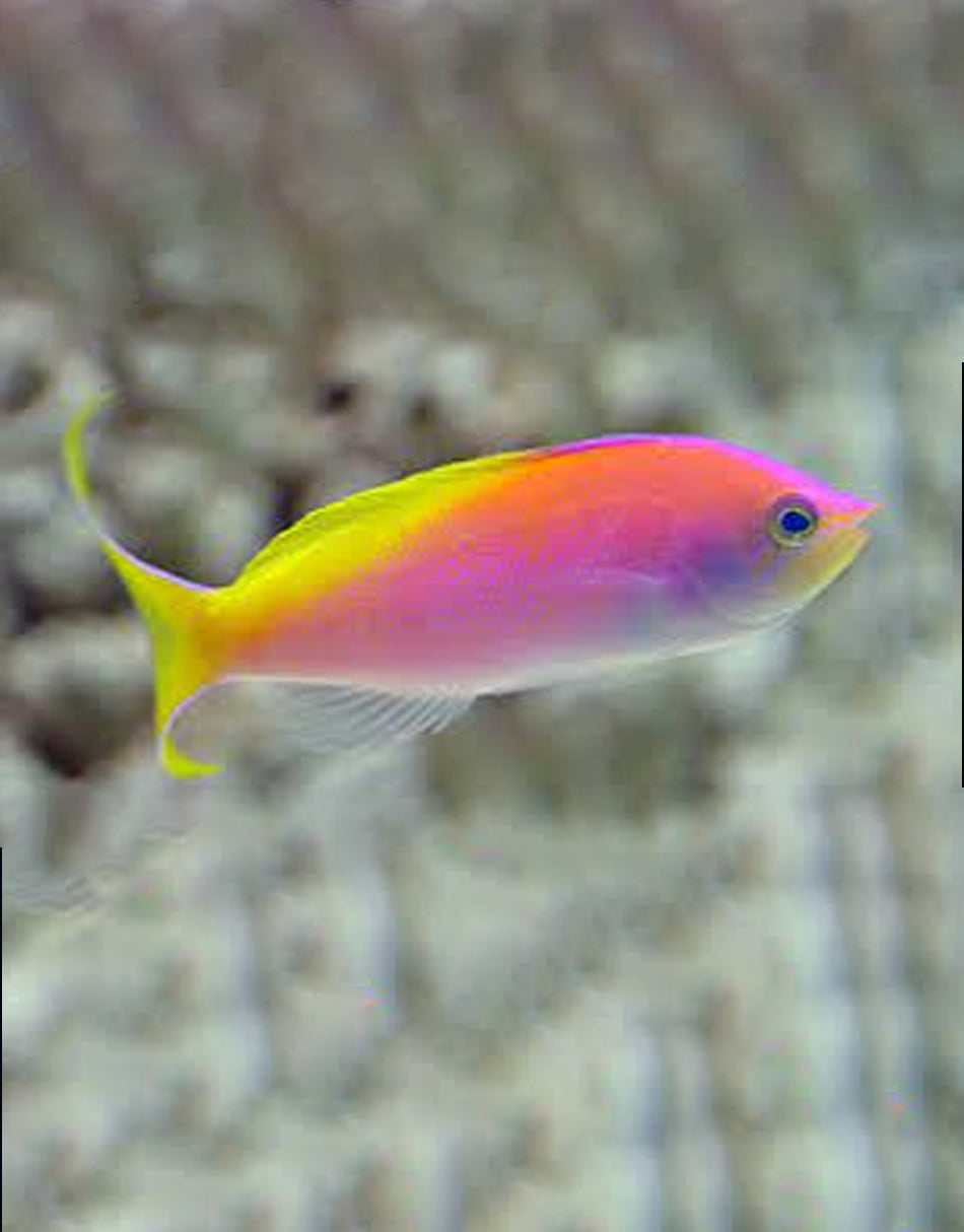 Carberryi Anthias