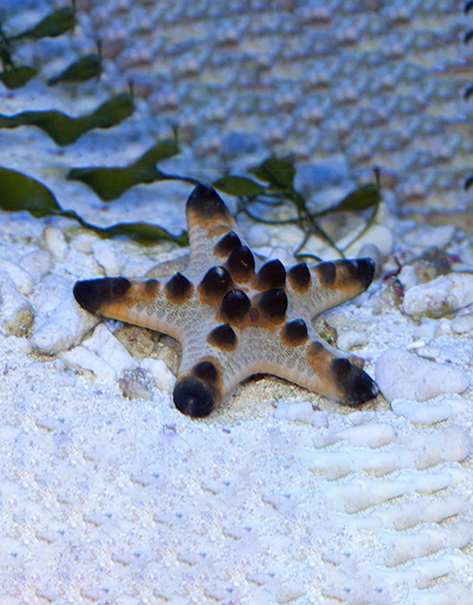 Chocolate Chip Starfish