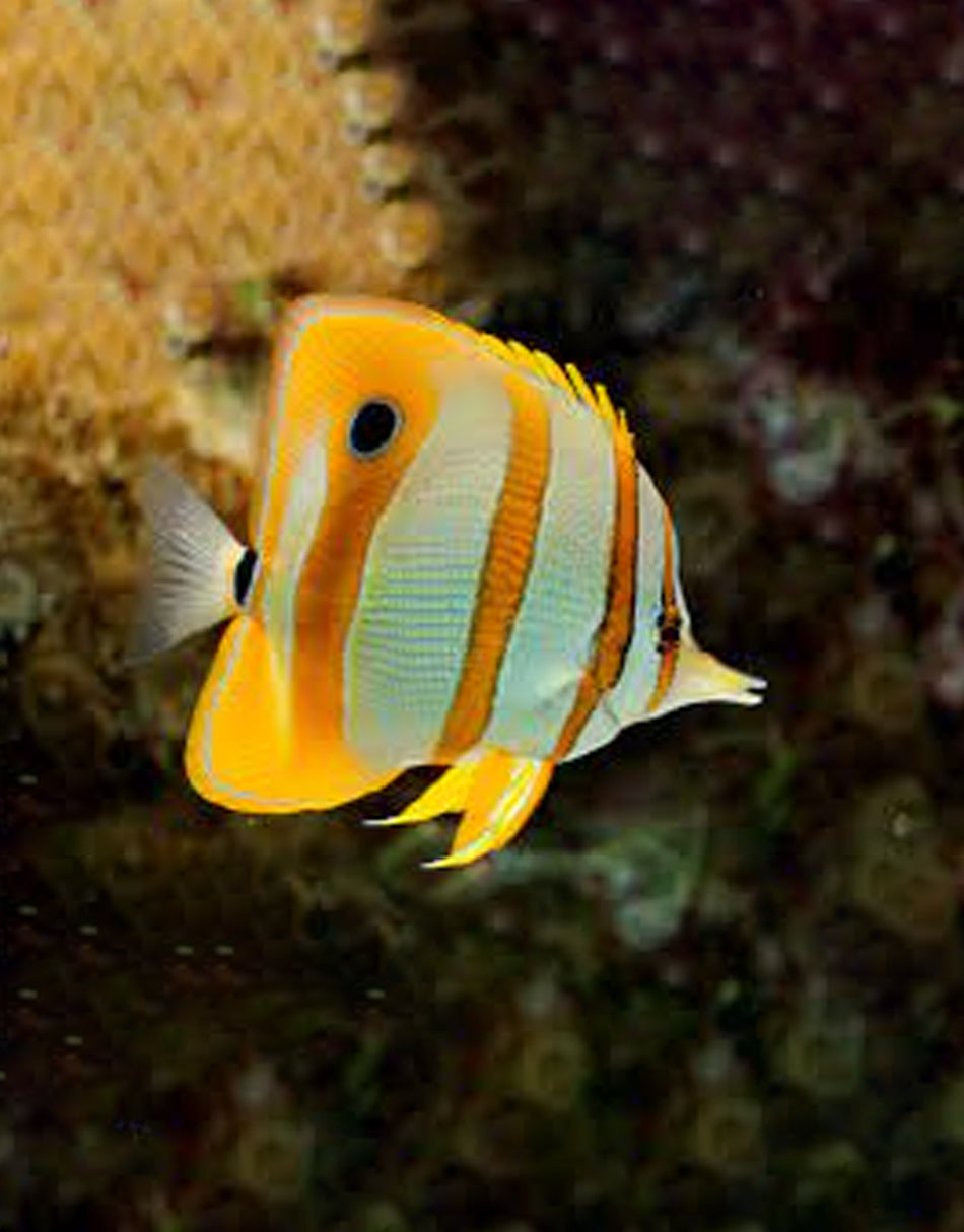 Copperband Butterfly