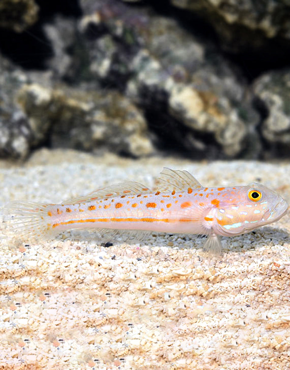 Diamond Goby