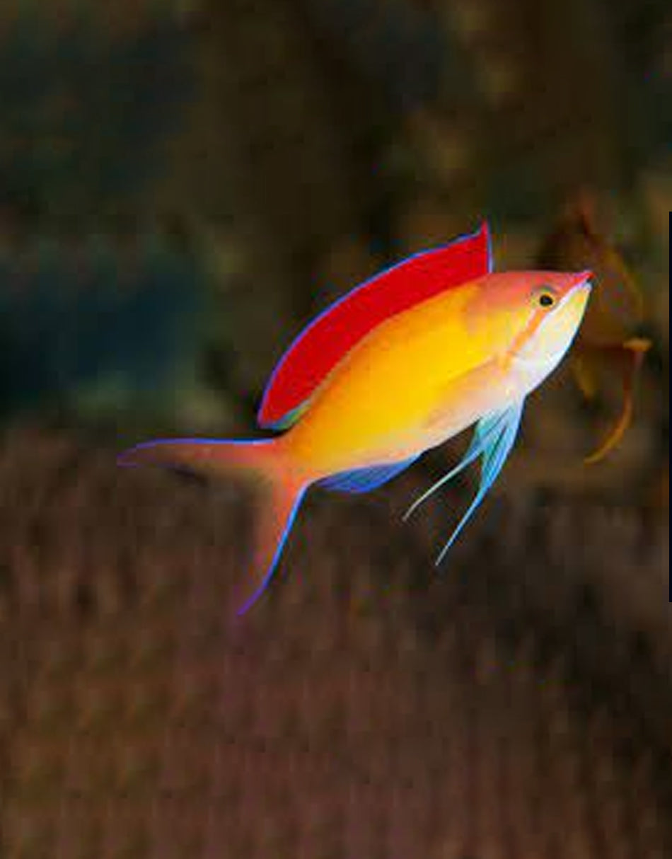 Dispar Anthias