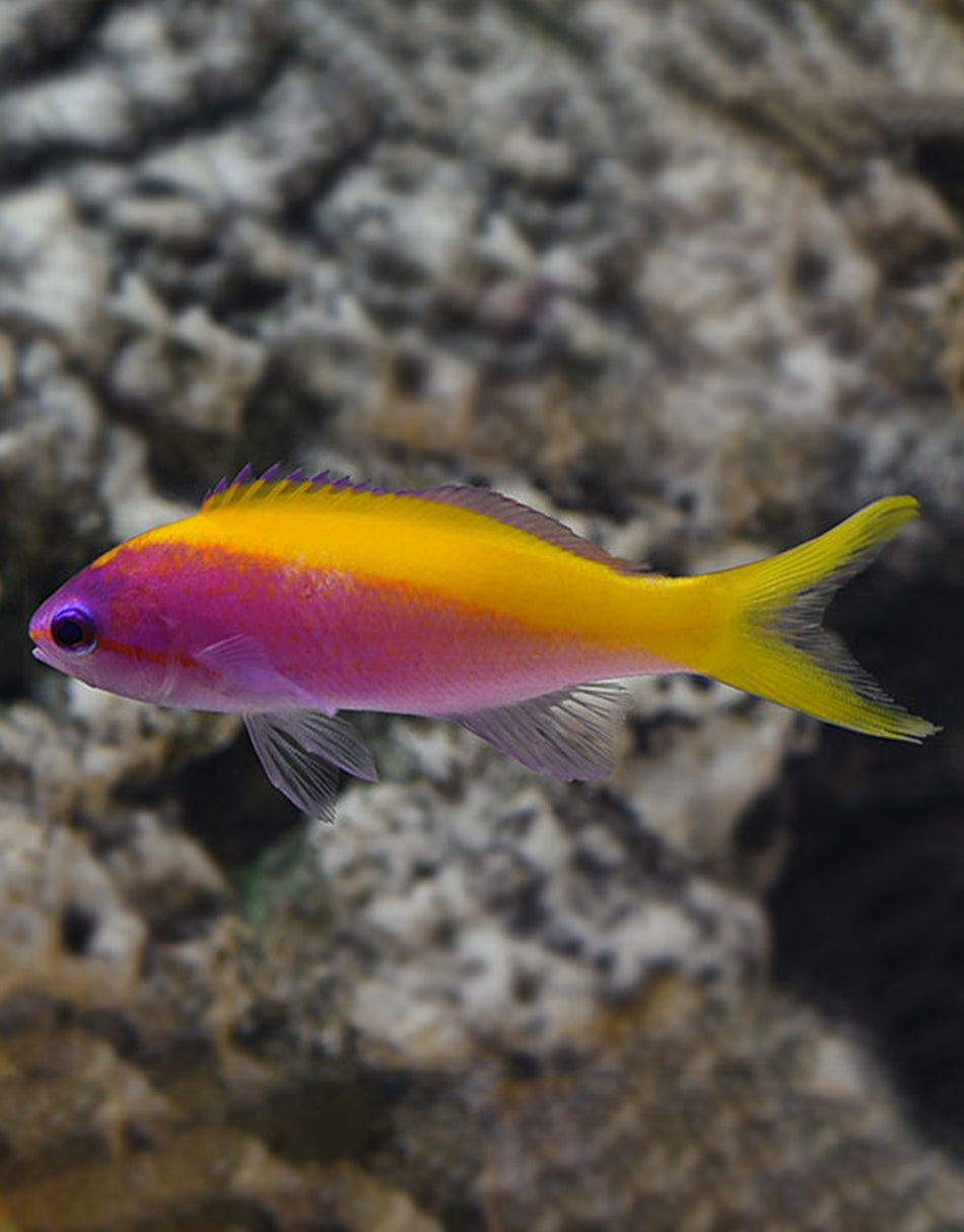 Evansi Anthias