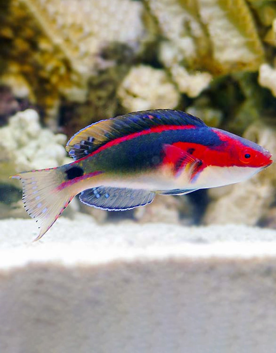 Exquisite Wrasse