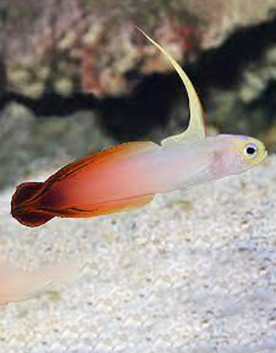 Firefish Blenny
