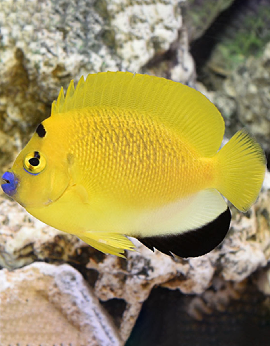 Flagfin Angelfish