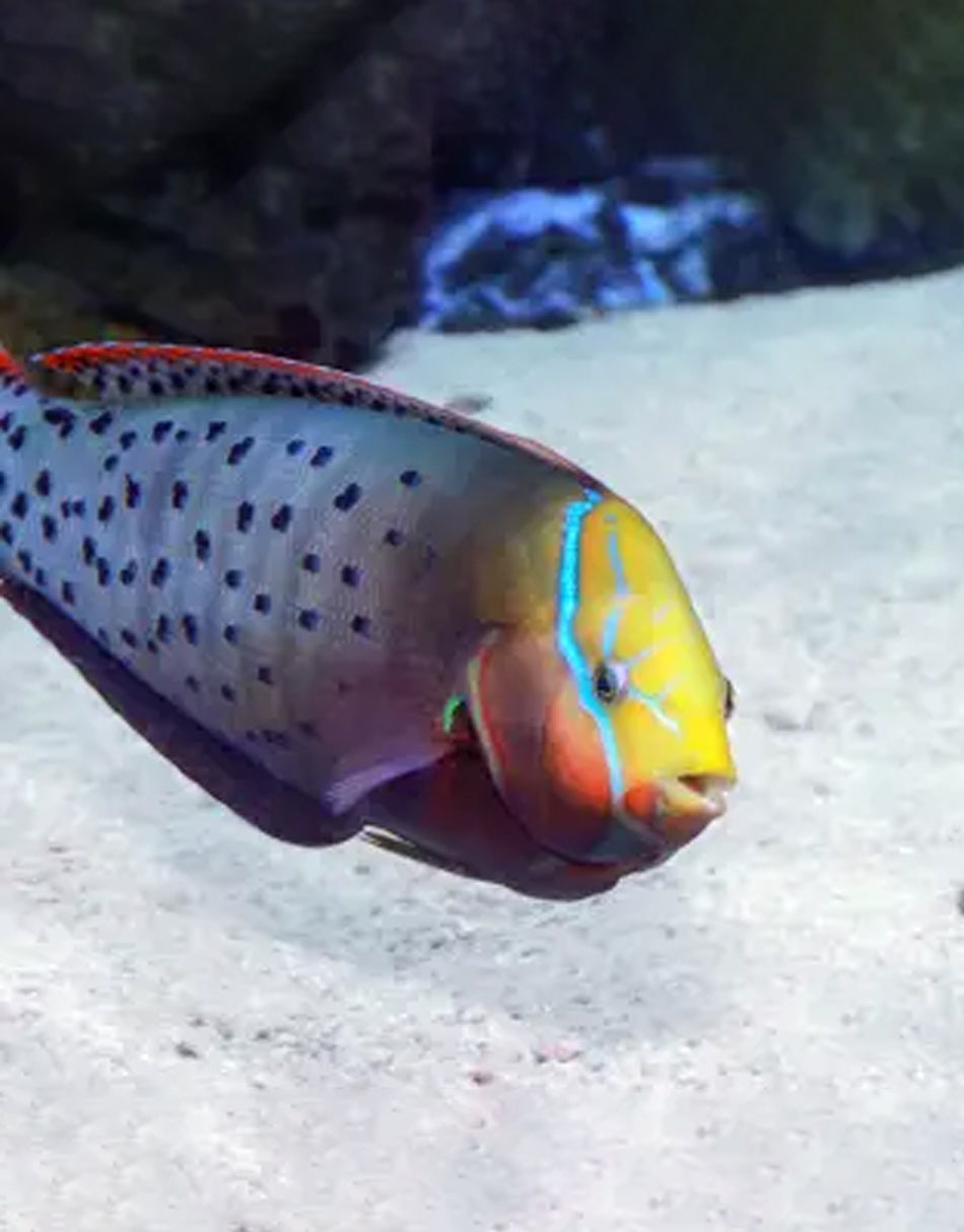 Formosa Coris Wrasse